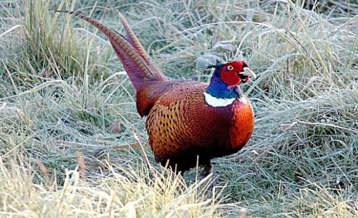 Фазан (Phasianus сolchicus) :: Пернаті друзі, птахи України, орнітологія ::